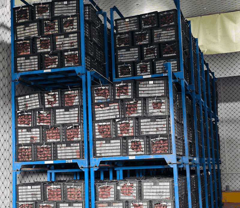 images/1772613643060sweet potato post-harvest physiology.png